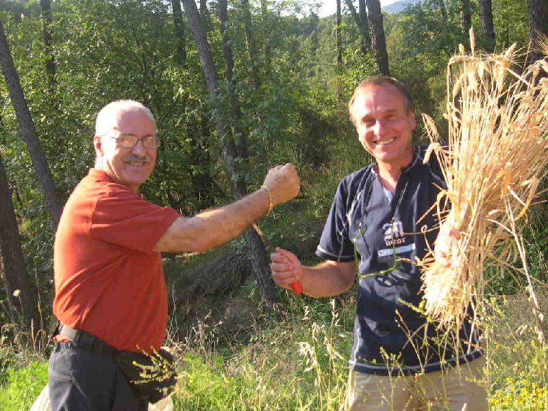 raccolta a mano del grano, come una volta