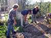 si prepara il terreno per la messa a dimora di nuove piante ortive