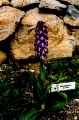 Il fiore di Barlia robertiana, unorchidea spontanea italiana tipicamente mediterranea, appariscente,  legata pi alle coste che alle valli interne. In prov. Di prato abbastanza rara  coltivata da noi in unico esemplare. E unorchidea dalla fioritura precoce. Gi a gennaio inizia lo sviluppo dello scapo fiorale avvolto dalle foglie e gi ai primi di marzo la pianta va a fiore