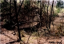 Lago scuro in inverno;  la celeberrima localit delle Volpaie rammentata in tutte le pagine del giornalino,  area umida e ombrosa, un bel sentiero aperto a mano nel bosco lo raggiunge scendendo lungo il rio secco dallimbocco del sentiero del pino elefante. accoglie specie vegetali tipiche e felci. Ad ogni piccolo ambiente o percorso  stato dato un nome di ns. invenzione ma con una certa attinenza ed assonanza con la tradizione toscana, cos che oggi resta facile e divertente parlare tra di noi di lago scuro, Al cervo morto, belvedere, rio secco, a toma, prataccio, etc. eppoi c il continuo riferimento ai luoghi. Lago scuro  continuamente soggetto a lavori di bonifica e pulizia anche perch si estende sulla vecchia discarica di calcinacci e mat. Edile in genere e la vegetazione invasiva, rovi etc prende il sopravvento