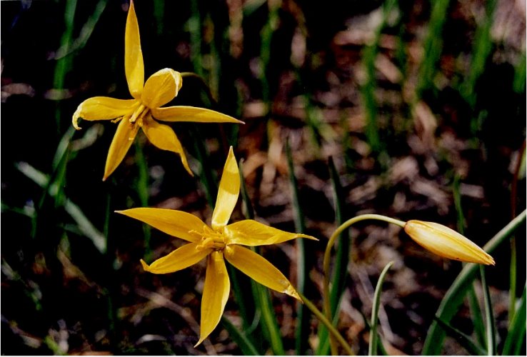 Particolare di fiore di Tulipa sylvestris australis;questa specie di tulipano spontaneo sui macereti e prati aridi sopra il costone della vecchia cava sembra non risentire delle incursioni degli istrici e probabilmente di qualche cinghiale che riescono ad entrare da sotto la recinzione portando sempre danni alle piante da noi coltivate. Non  la specie pi caratteristica della zona. Infatti  tutto il Monteferrato che si estende anche nel comune di Prato  area serpentinose e Locus Classicus per molte specie vegetali che qui sono state descritte per la prima volta dai Botanici 7-8centeschi. Sono le cosiddette serpentinofite, ben rappresentate anche alle volpaie, specie che si sono adattate a prosperare su queste rocce particolarmente ricche di elementi nocivi quali cromo, cobalto, nichelio e talco