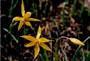 Particolare di fiore di Tulipa sylvestris australis;questa specie di tulipano spontaneo sui macereti e prati aridi sopra il costone della vecchia cava sembra non risentire delle incursioni degli istrici e probabilmente di qualche cinghiale che riescono ad entrare da sotto la recinzione portando sempre danni alle piante da noi coltivate. Non  la specie pi caratteristica della zona. Infatti  tutto il Monteferrato che si estende anche nel comune di Prato  area serpentinose e Locus Classicus per molte specie vegetali che qui sono state descritte per la prima volta dai Botanici 7-8centeschi. Sono le cosiddette serpentinofite, ben rappresentate anche alle volpaie, specie che si sono adattate a prosperare su queste rocce particolarmente ricche di elementi nocivi quali cromo, cobalto, nichelio e talco