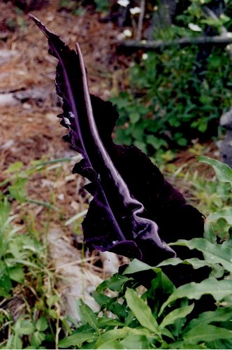 E il fiore puzzolente del Dracunculus vulgaris la specie del tutto particolare, avventizia in tutta la toscana e qui riportata da un giardino privato di montemurlo dove il proprietario se lera visto spuntare tra il lusco e il brusco. Detto toscano. E gi in vegetazione ora in inverno. Il fiore emana un puzzo nauseabondo che attira le mosche ... vedi larticolo sul giornalino