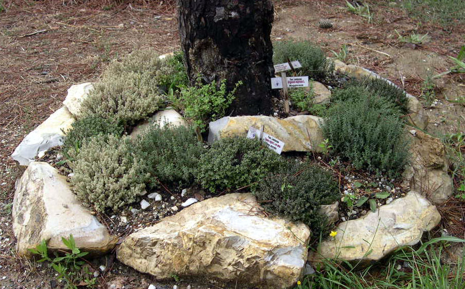 Angolo aromatiche