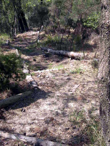 il sentiero del Pino Elefante che scende a Lago Scuro lungo il Rio Secco