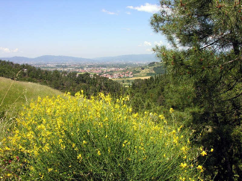 ginestre a maggio con vedute dal Belvedere